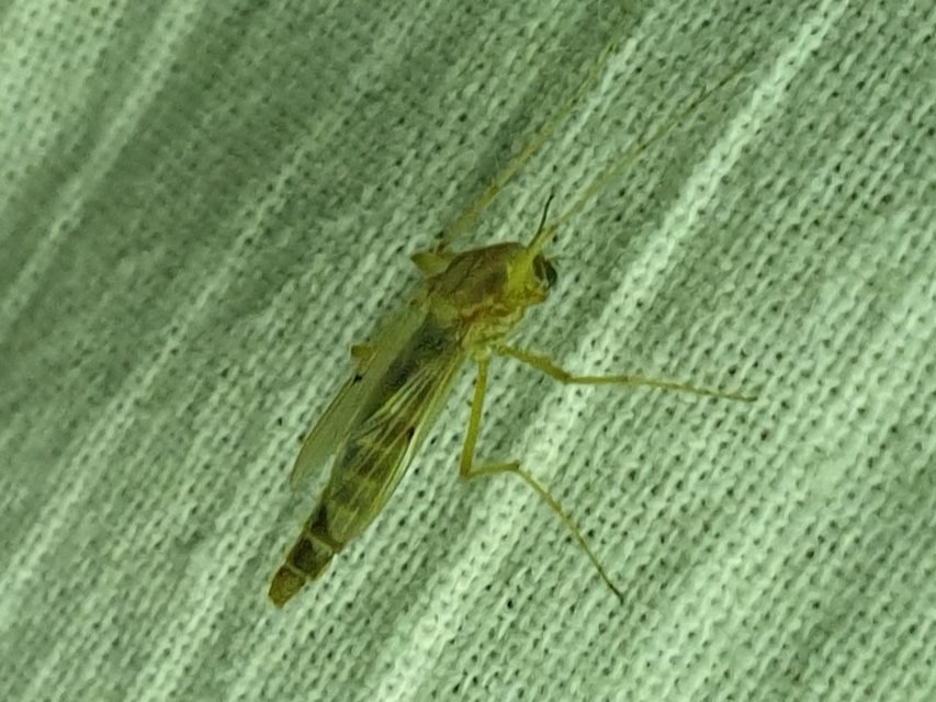 Chironomini