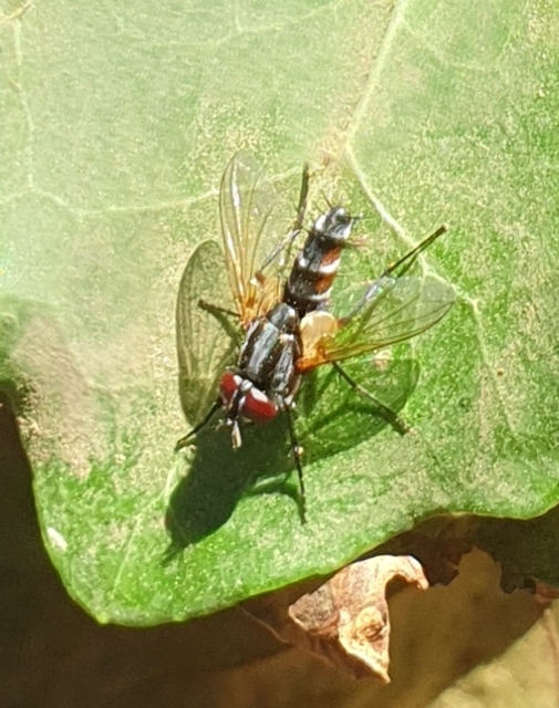Mintho rufiventris