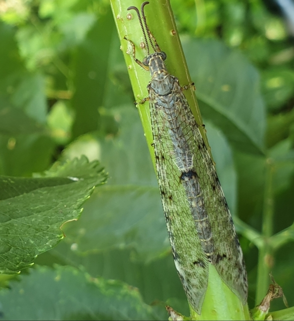 Distoleon tetragrammicus - négyfoltos hangyaleső