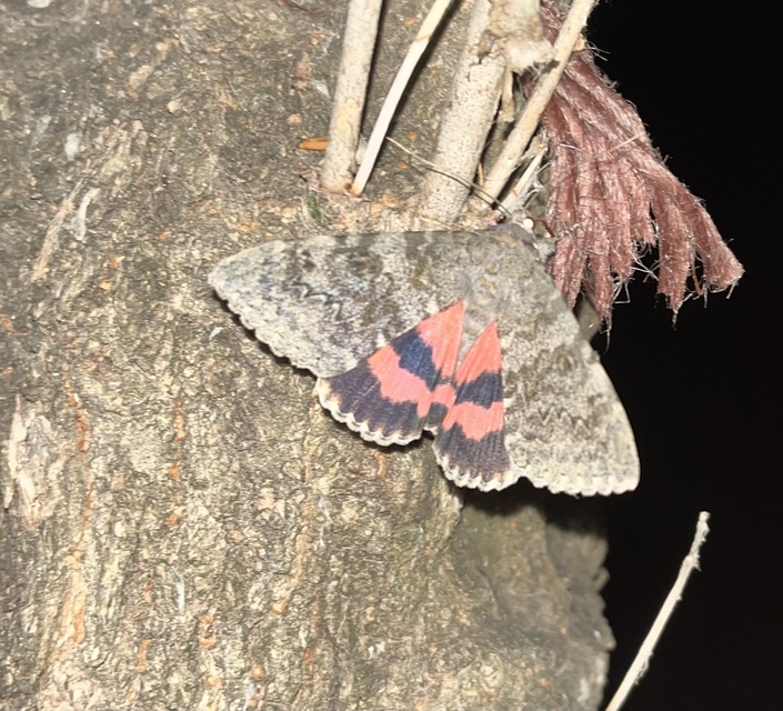 Catocala elocata - közönséges övesbagoly