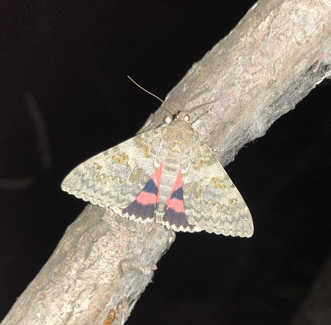 Catocala elocata - közönséges övesbagoly