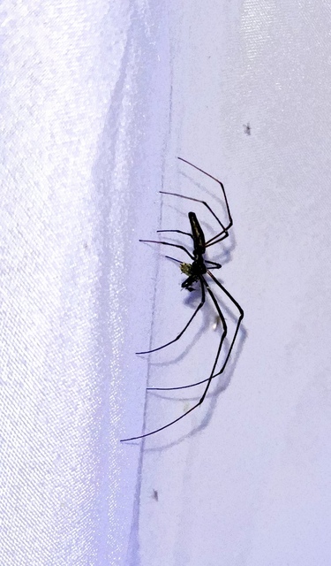 Tetragnatha