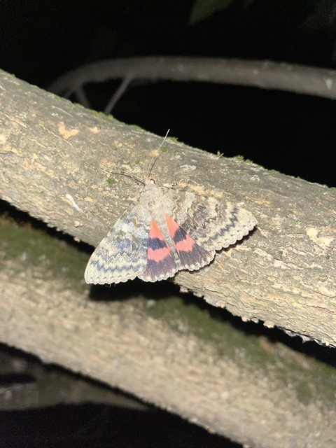 Catocala elocata - közönséges övesbagoly