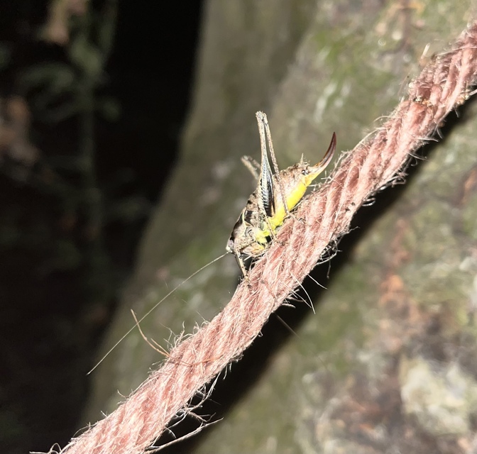 Pholidoptera griseoaptera - szürke avarszöcske