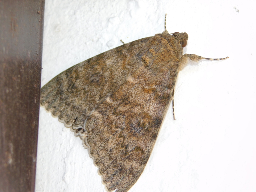 Catocala elocata - közönséges övesbagoly