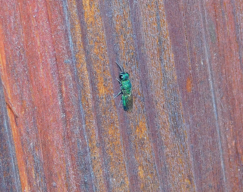Chrysididae - fémdarazsak