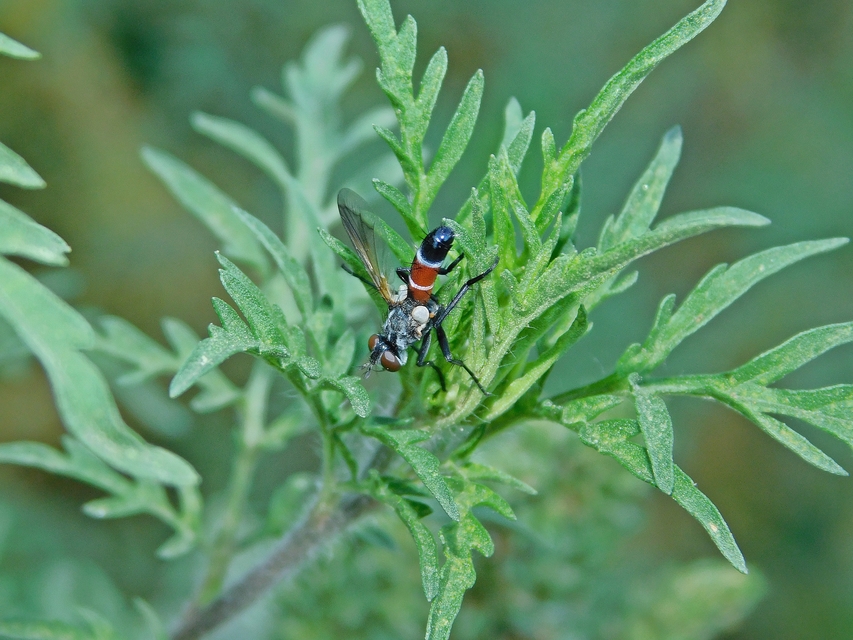 Cylindromyia