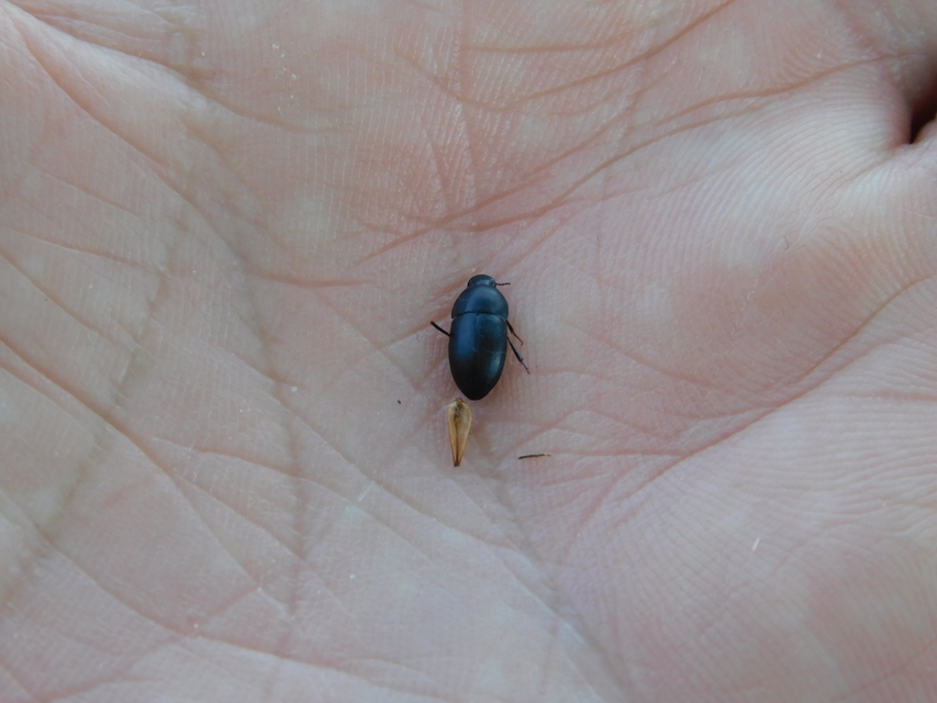 Crypticus quisquilius - fürge gyászbogár