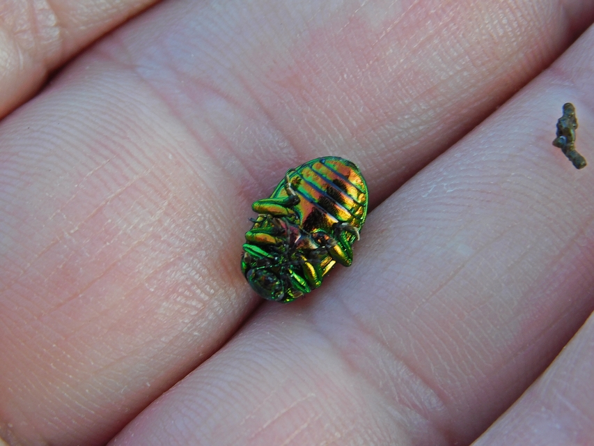 Chrysolina graminis - zöld varádicslevelész