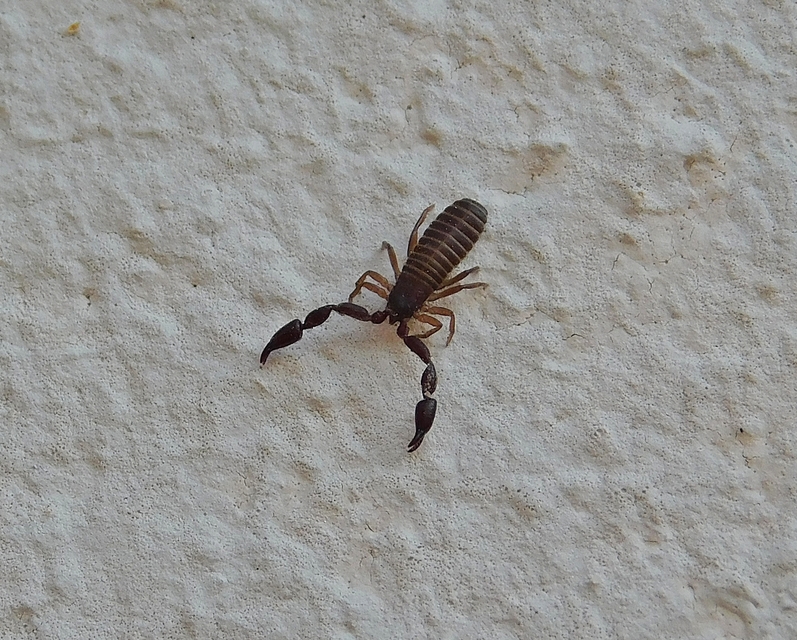 Pseudoscorpionida - Álskorpiók