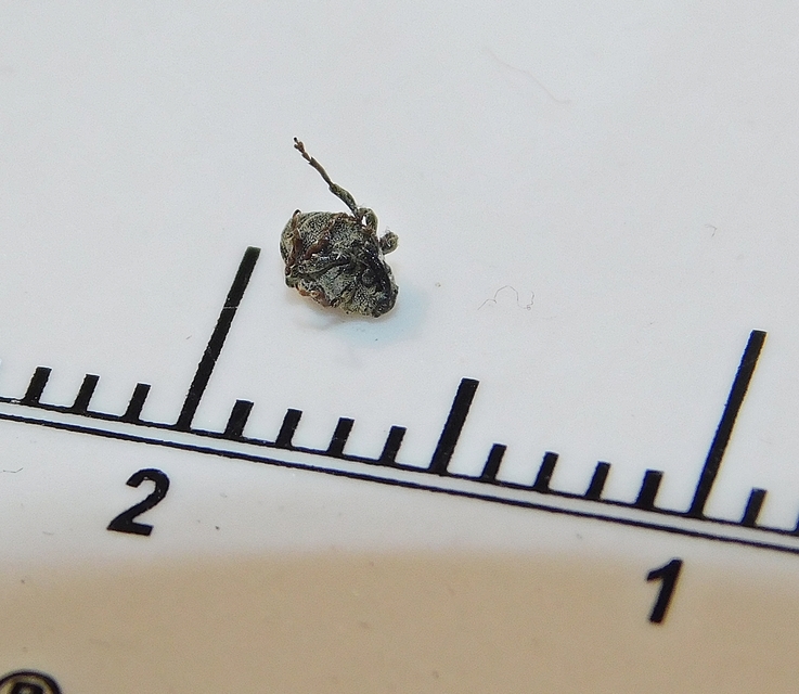Nedyus quadrimaculatus - közönséges csalánormányos
