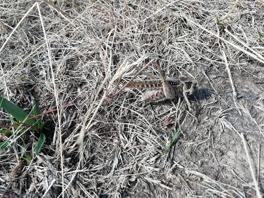 Decticus verrucivorus - szemölcsevő szöcske