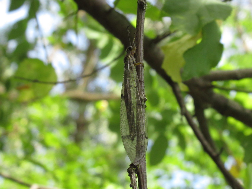 Distoleon tetragrammicus - négyfoltos hangyaleső