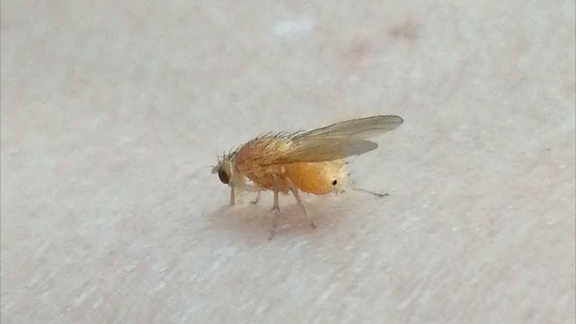 Lauxaniidae - pudvalegyek