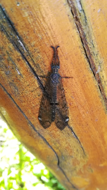 Distoleon tetragrammicus - négyfoltos hangyaleső