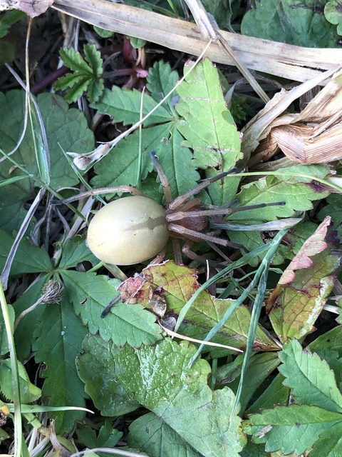 Cheiracanthium punctorium - mérges dajkapók