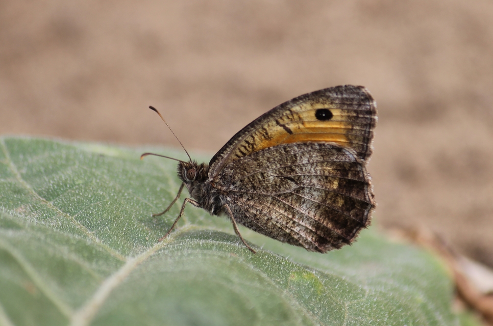 Arethusana arethusa - közönséges szemeslepke