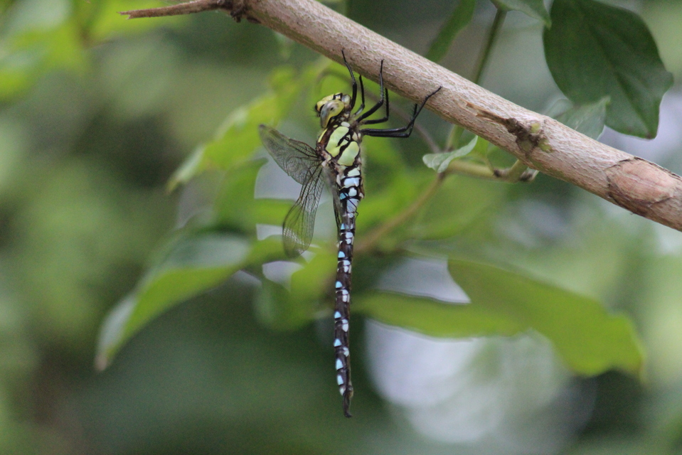 Aeshna cyanea - sebes karcsúacsa