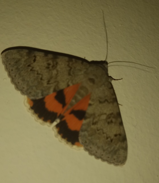 Catocala puerpera - nyárfa-övesbagoly