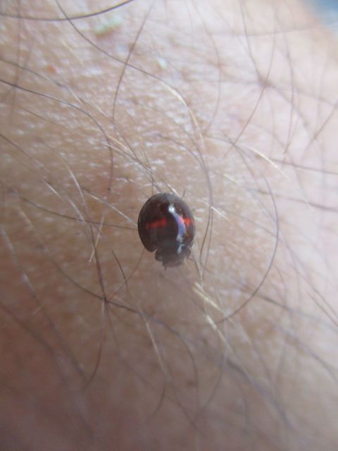 Chilocorus bipustulatus - szalagos szerecsenkata
