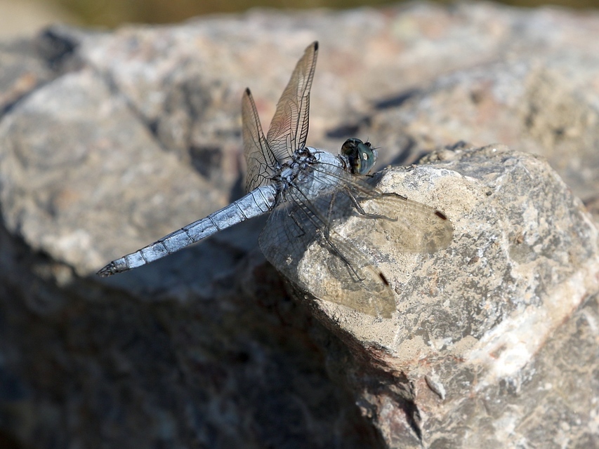 Orthetrum brunneum - pataki pásztorszitakötő