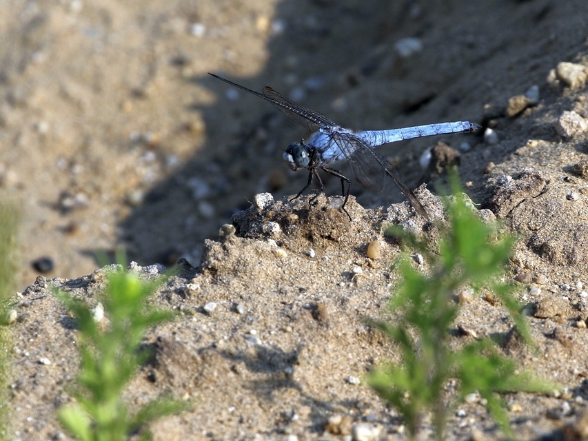 Orthetrum brunneum - pataki pásztorszitakötő