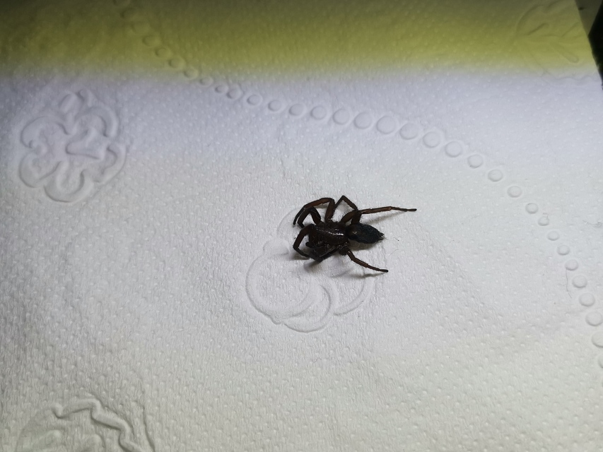 Scotophaeus