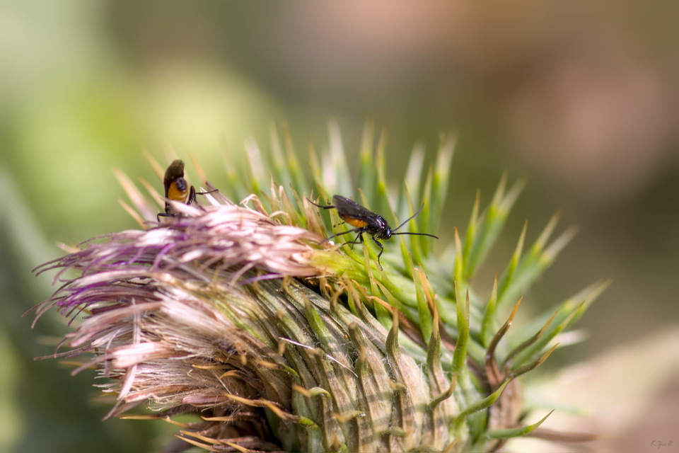 Braconidae - gyilkosfürkészek