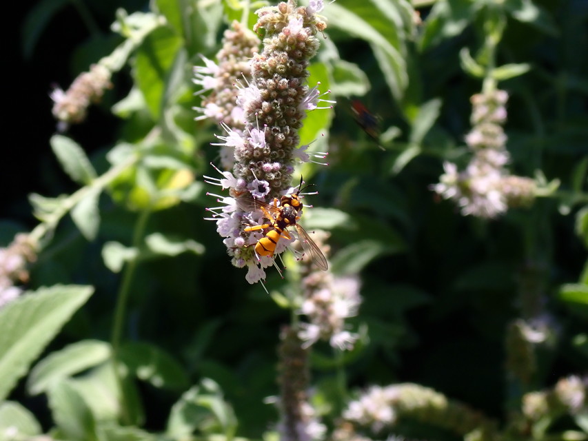 Conopidae - fejeslegyek