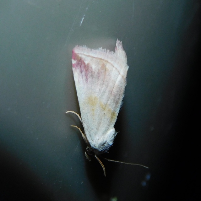 Eublemma purpurina - bíboros törpebagoly