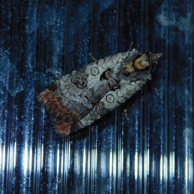 Epilecta linogrisea - karcsú sárgafűbagoly