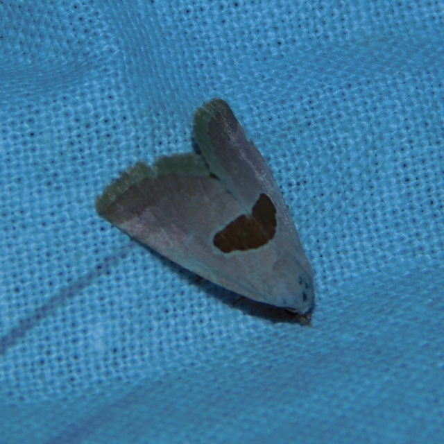 Calymma communimacula - pajzstetűfaló bagoly