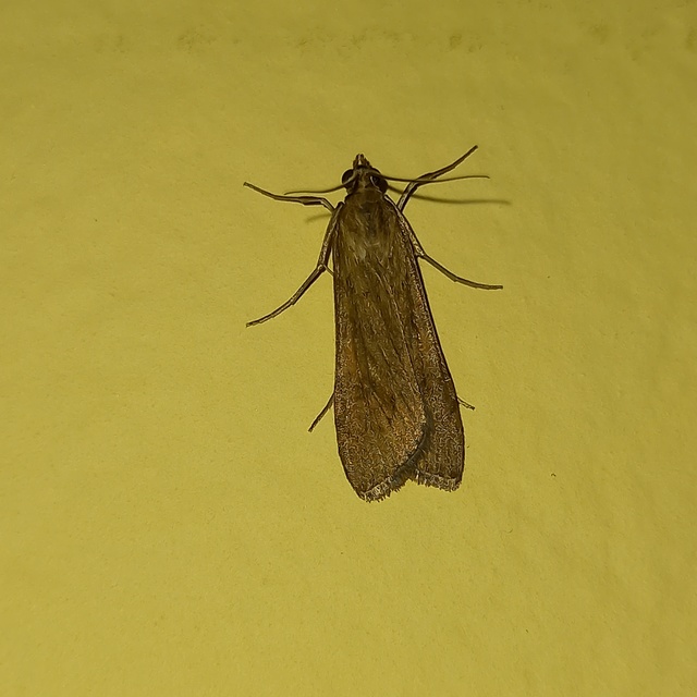 Nomophila noctuella - közönséges vándormoly