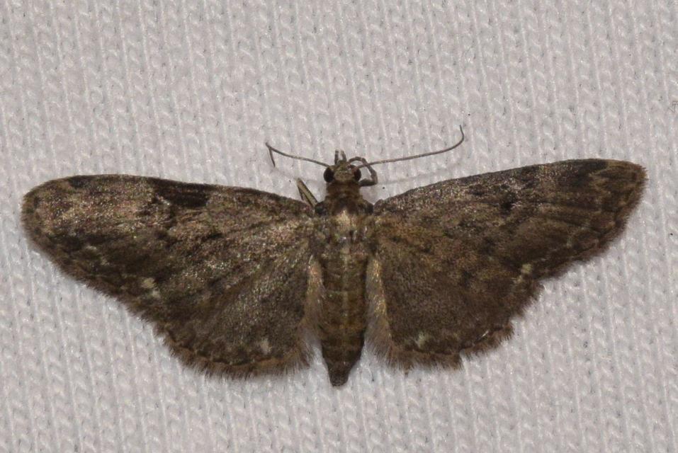 Eupithecia virgaureata - aranyvessző-törpearaszoló