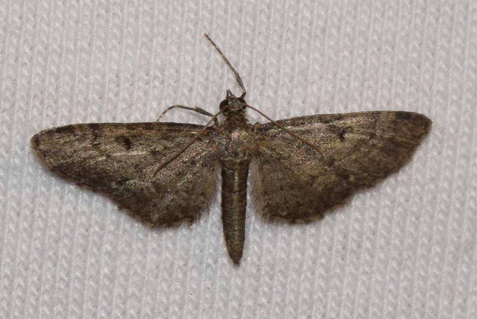 Eupithecia virgaureata - aranyvessző-törpearaszoló