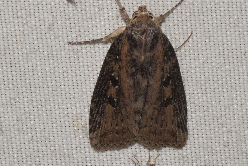 Chilodes maritima - négyfoltos nádibagoly