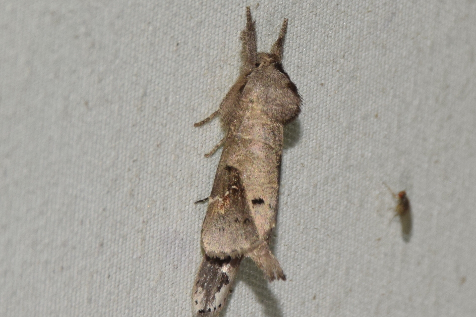 Clostera anachoreta - tarka levélszövő