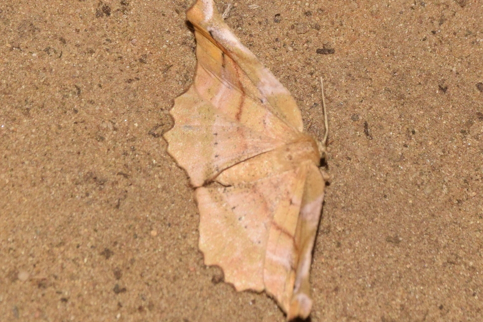 Apeira syringaria - orgona-araszoló