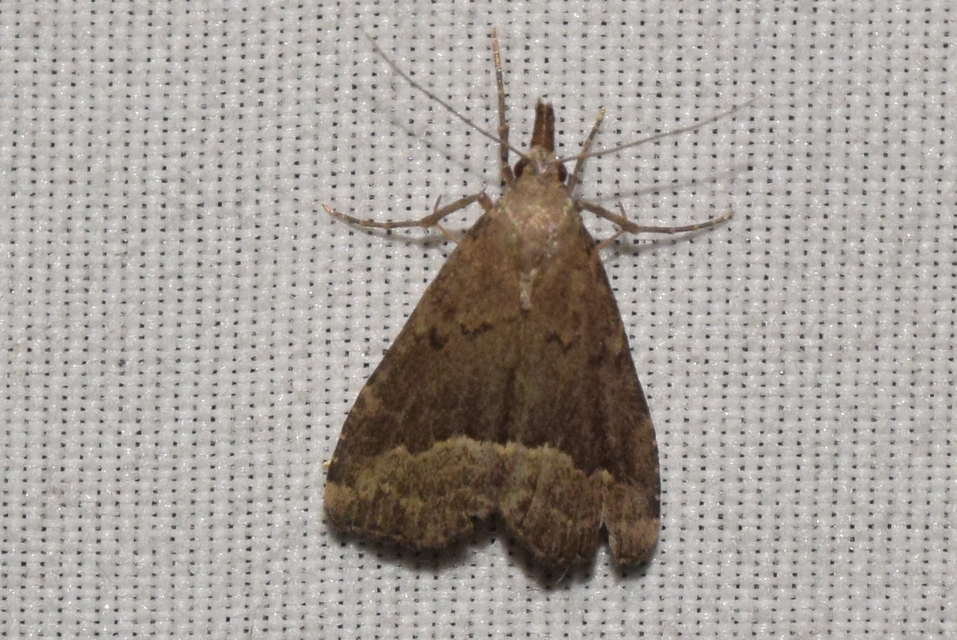 Schrankia taenialis - lomberdei karcsúbagoly