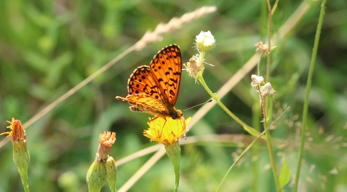 Boloria selene - fakó gyöngyházlepke