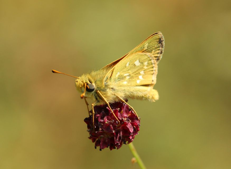 Hesperia comma - vesszős busalepke