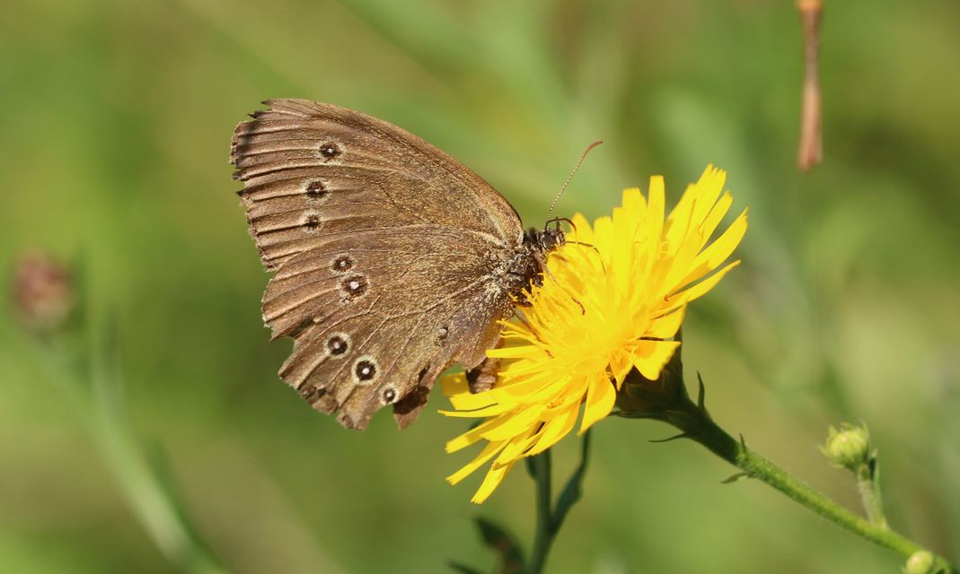 Aphantopus hyperanthus - közönséges ökörszemlepke