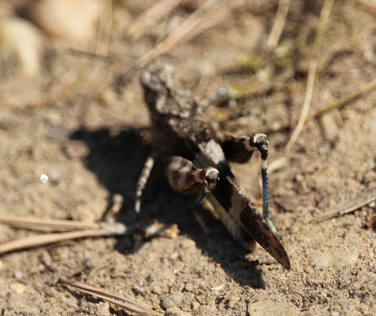 Oedipoda caerulescens - kékszárnyú sáska