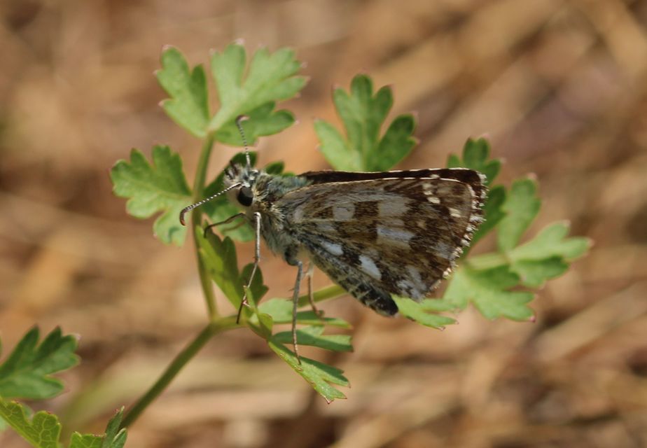 Pyrgus serratulae - homályos busalepke
