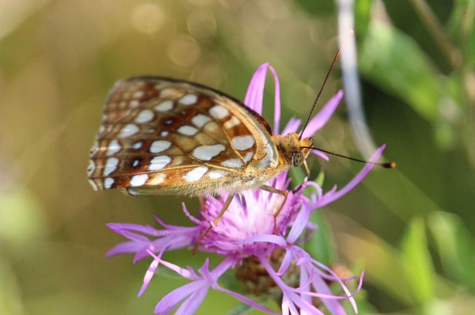 Argynnis adippe - ezüstös gyöngyházlepke