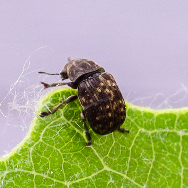 Anthribus nebulosus - ködfoltos pajzstetvész-orrosbogár