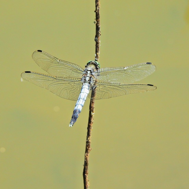 Orthetrum albistylum - fehérfarkú pásztorszitakötő
