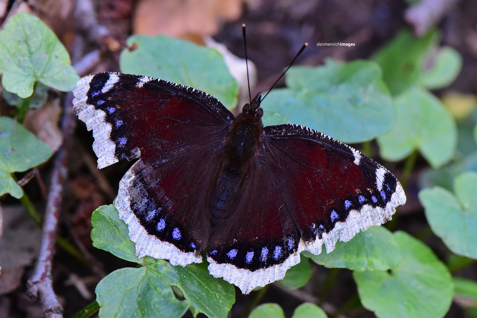 Nymphalis antiopa - gyászlepke