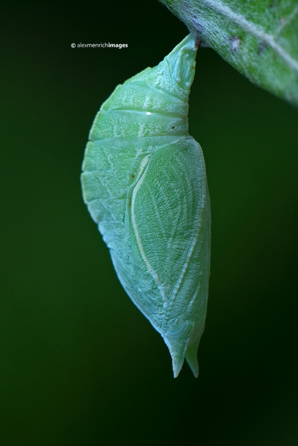 Apatura iris - nagy színjátszólepke