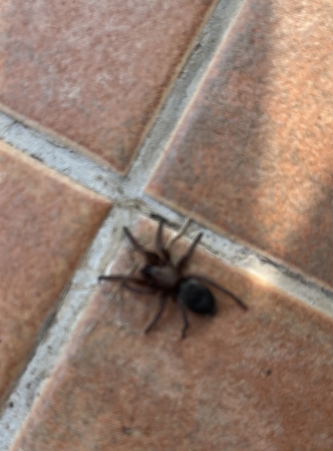 Scotophaeus scutulatus - közönséges egérpók